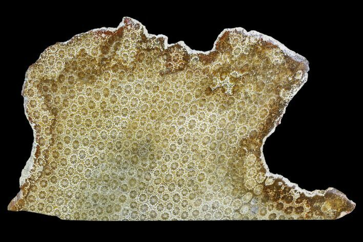 Polished, Fossil Coral Slab - Indonesia #109130